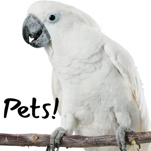 Photo of a white parrot on a branch and text with PETS!