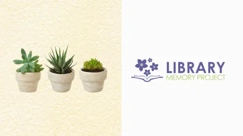 A row of succulent plants in small flower pots