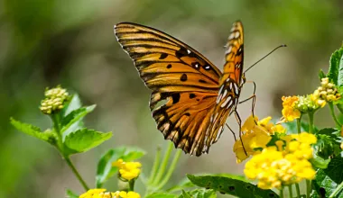 Butterfly in garden