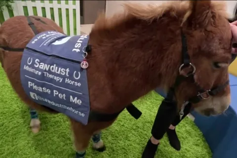 Sawdust the horse