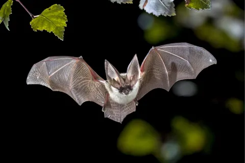 Flying bat