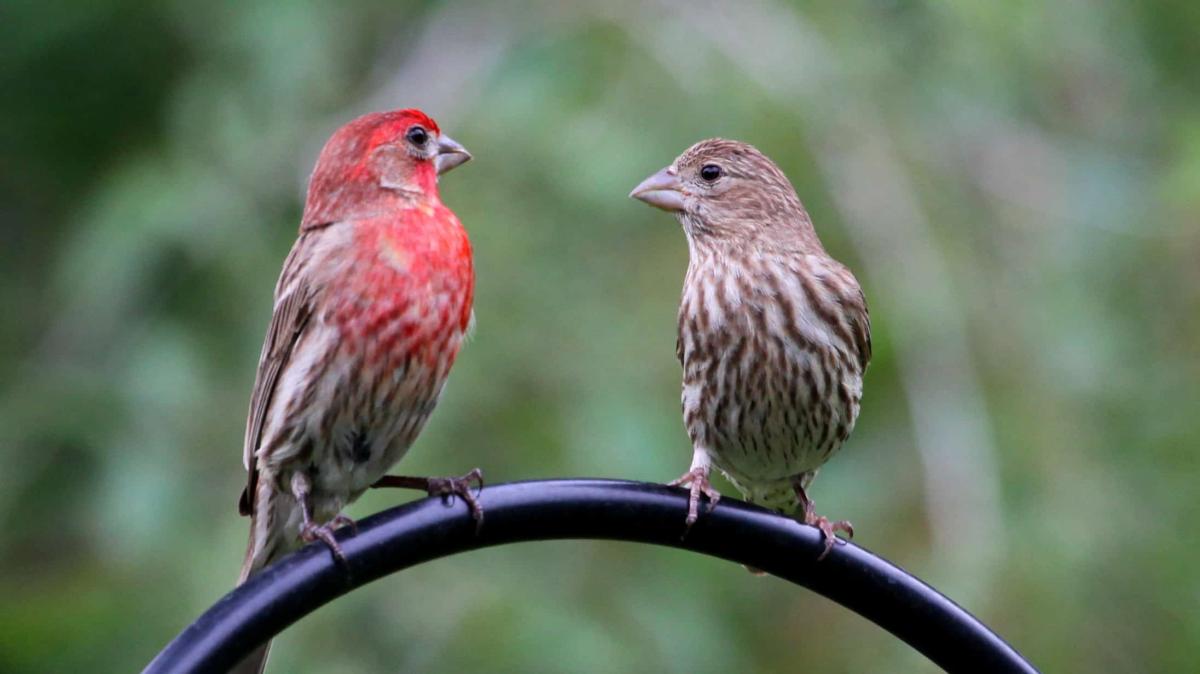 2 finches sitting on a shepherd's hook