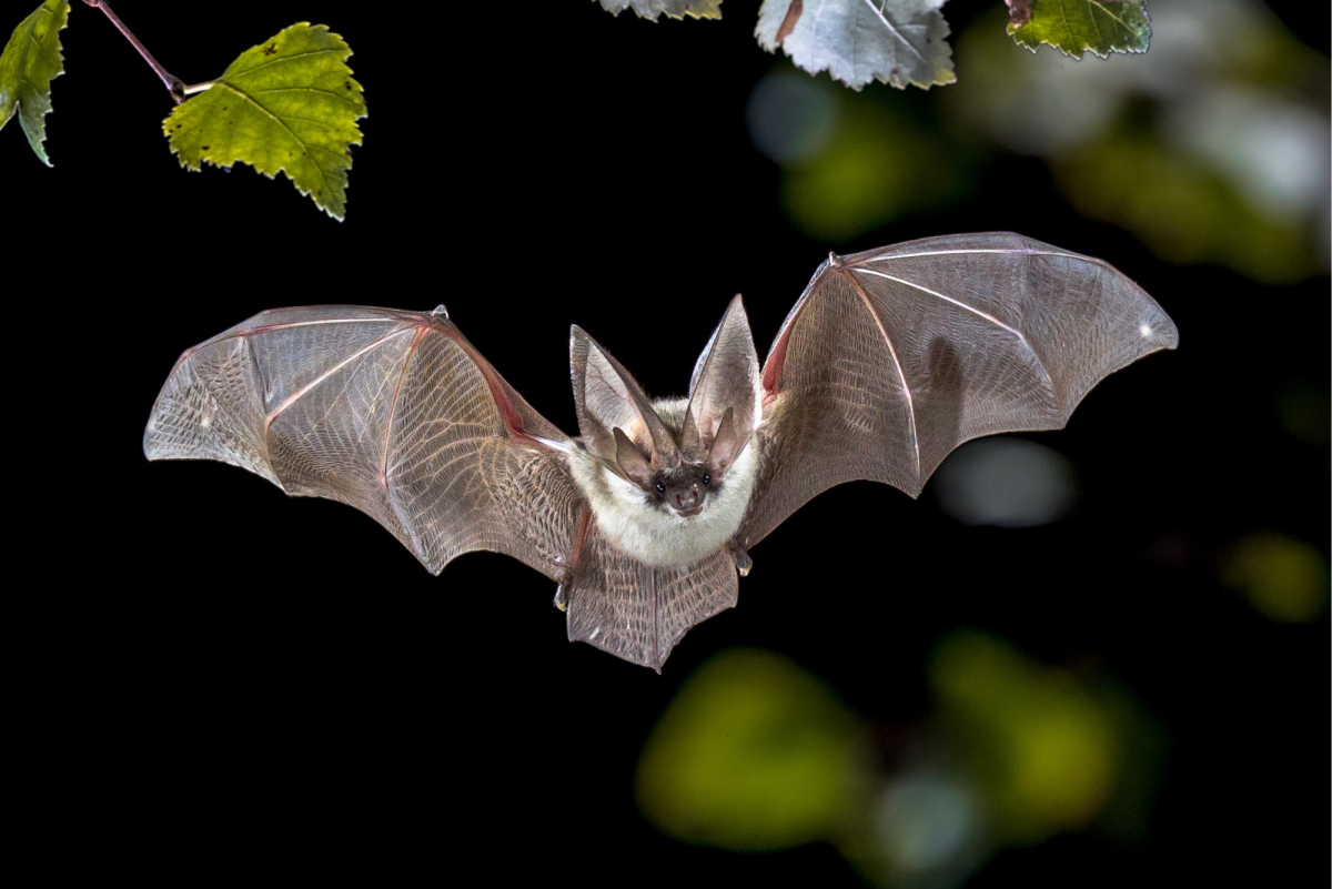 Flying bat